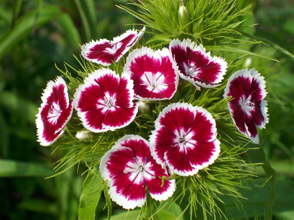 Top 10 Winter Flowers Top 10 Winter Flowerscalendulaaka Pot Marigold Though It Shouldn T Be Confused With Common Or Mexican As They Re Quite Diffe