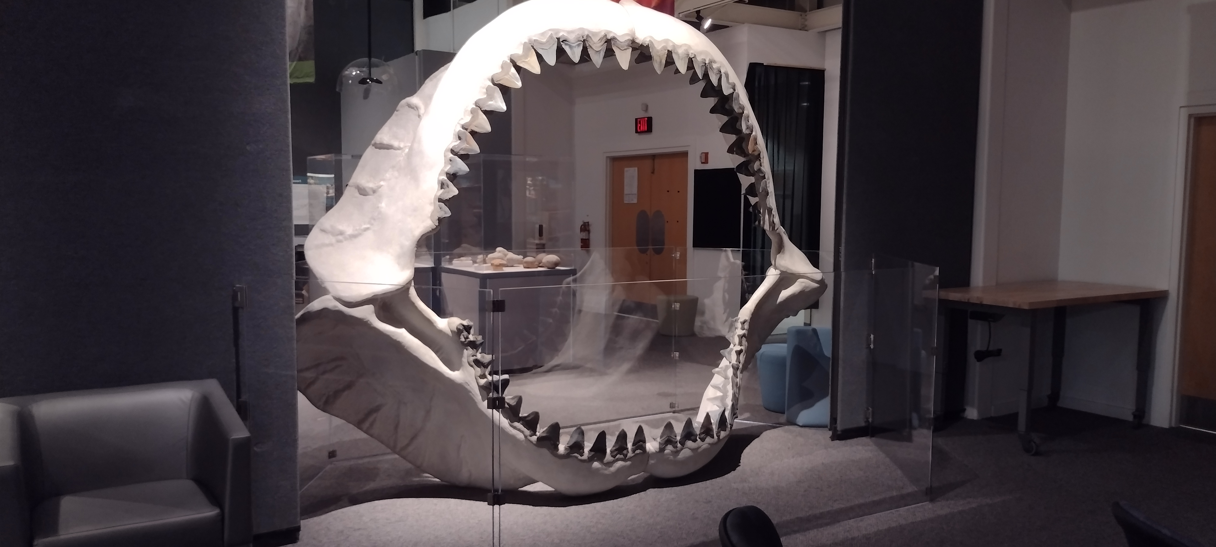 University of Florida Natural History Museum