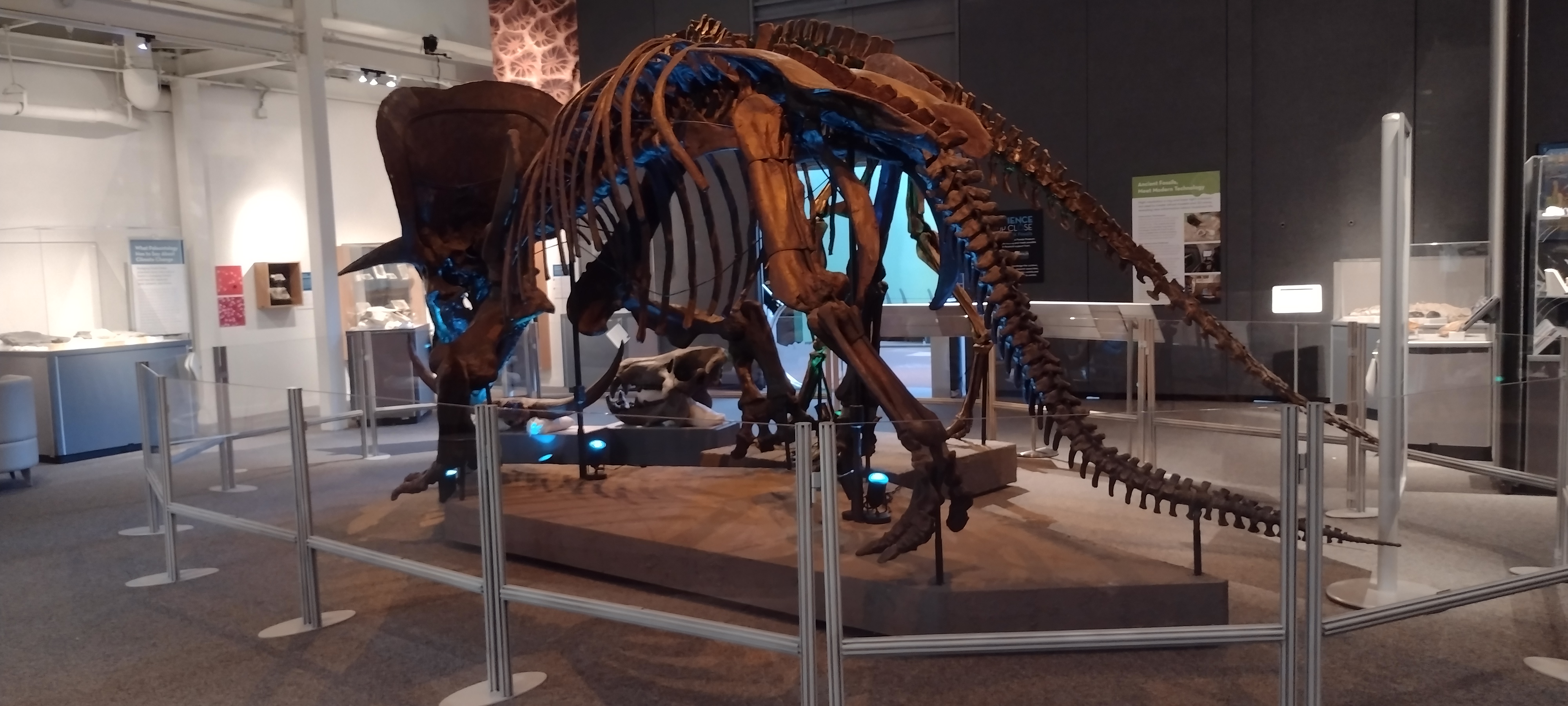 University of Florida Natural History Museum