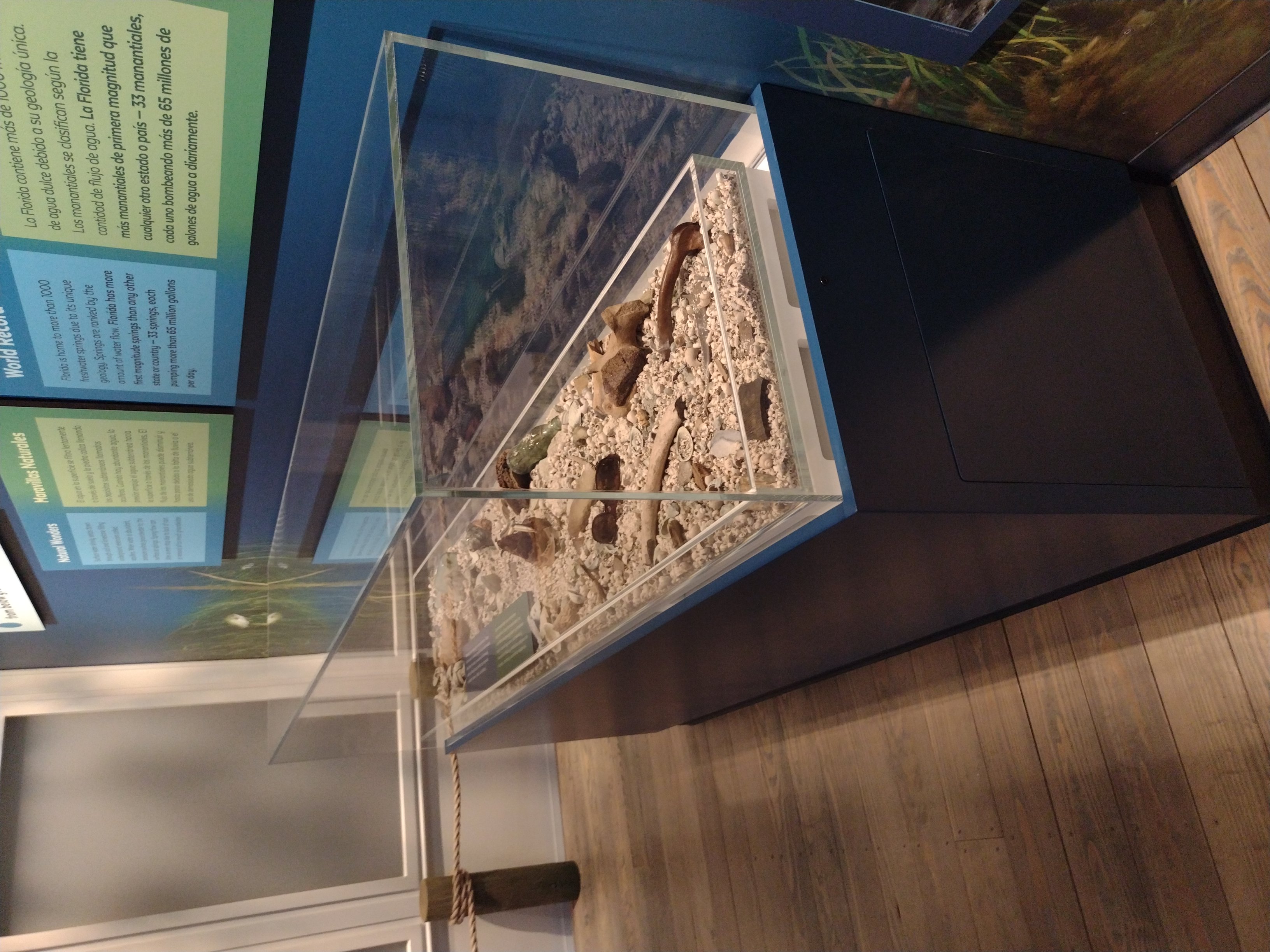 Custom Plastic Display Cases at the Florida Museum of Natural History
