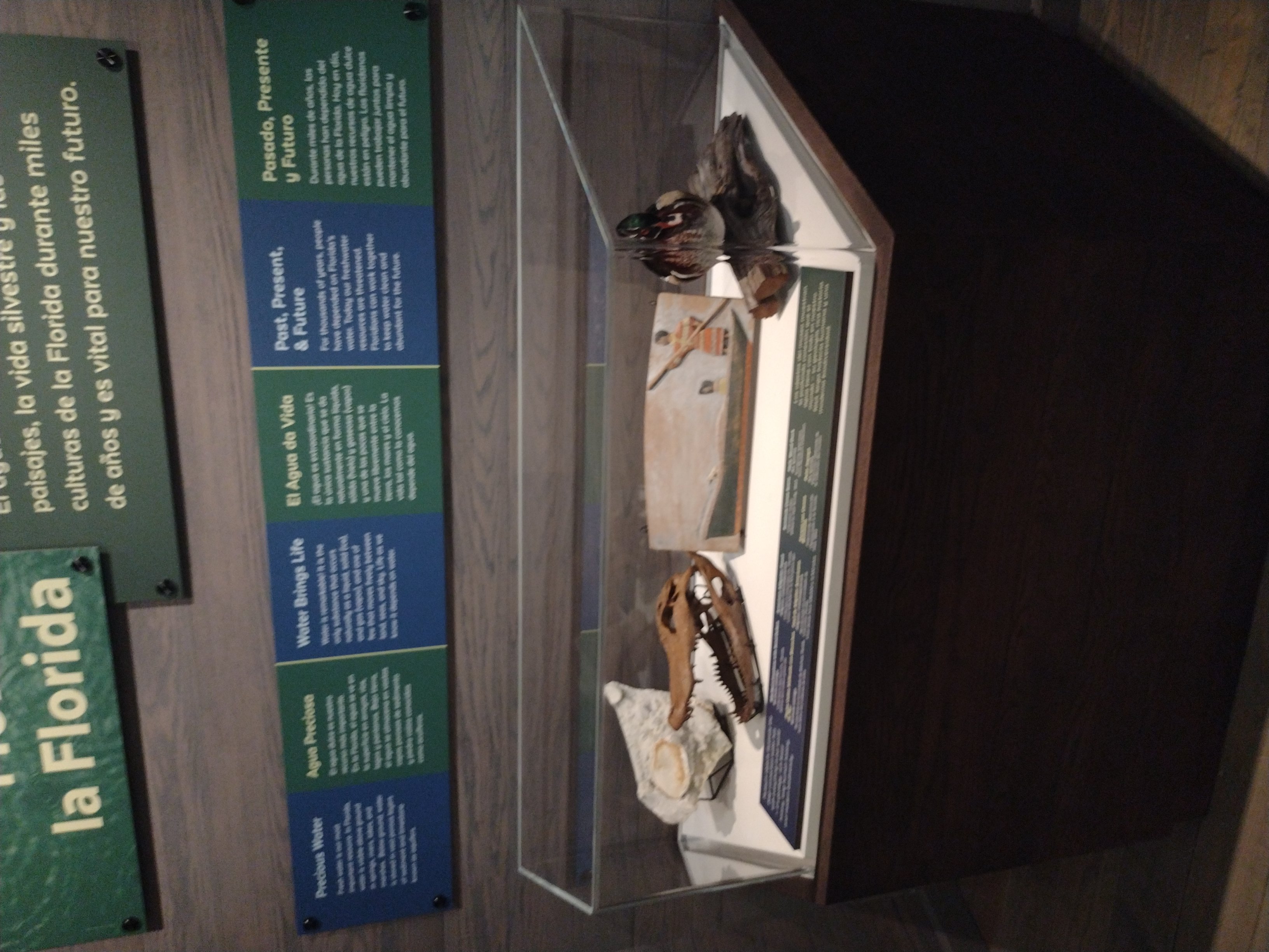 Custom Plastic Display Cases at the Florida Museum of Natural History