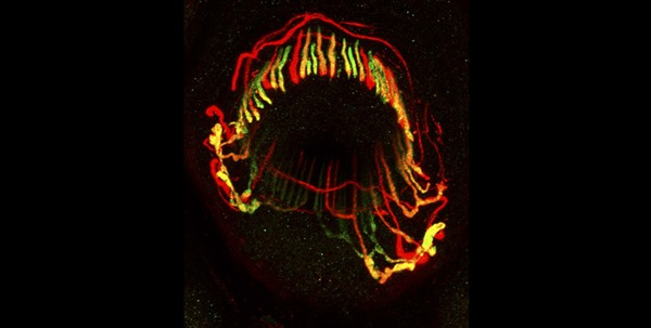The endings of sensory neurons that detect hair deflection and touch around hair follicles. Image: Ginty lab