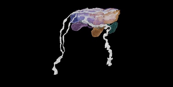A mouse Meissner corpuscle, a sensory structure that detects light touch and low-frequency vibrations. Image: Ginty lab