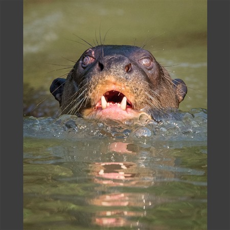 Giant River Otter