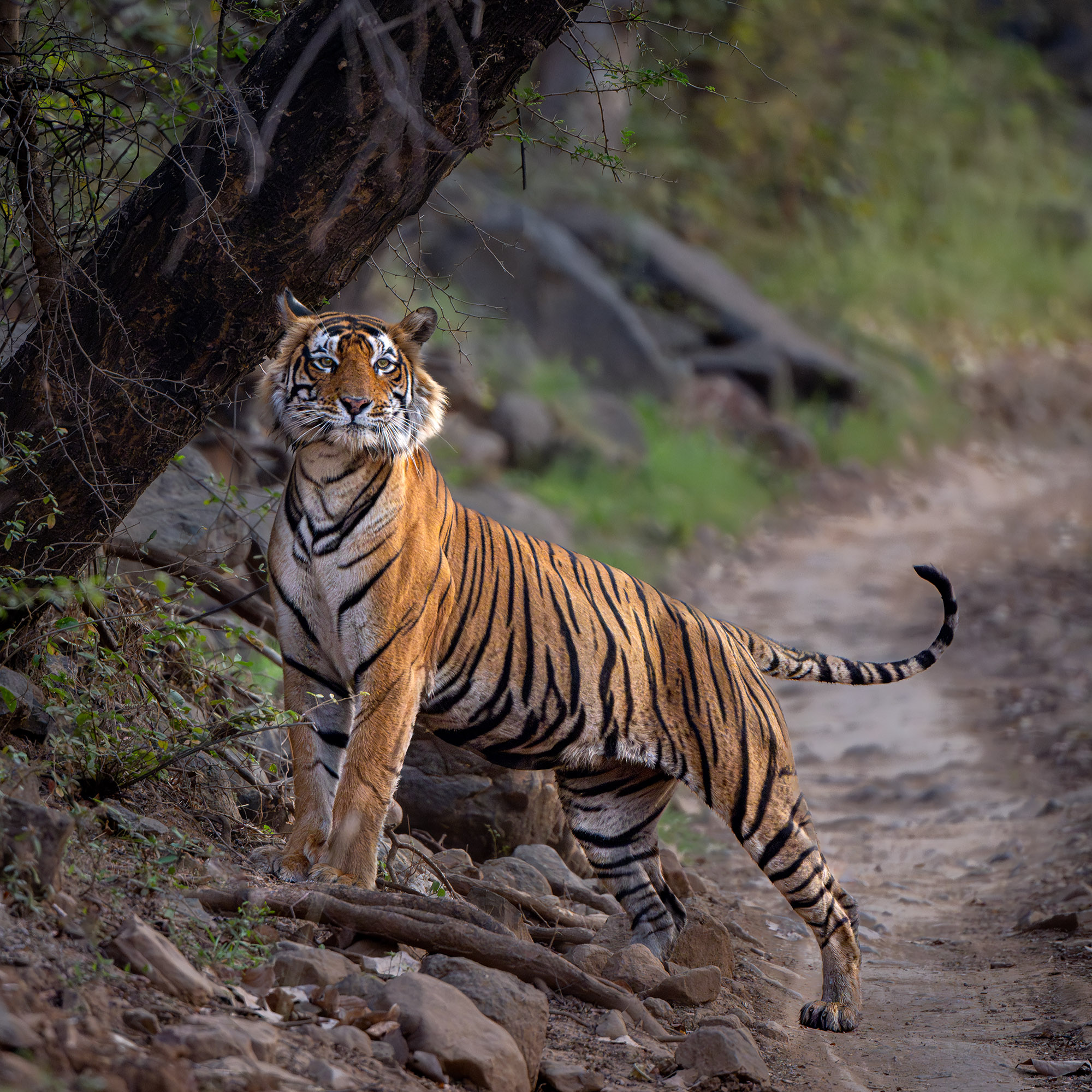 Ranthambore landscape in Rajasthan