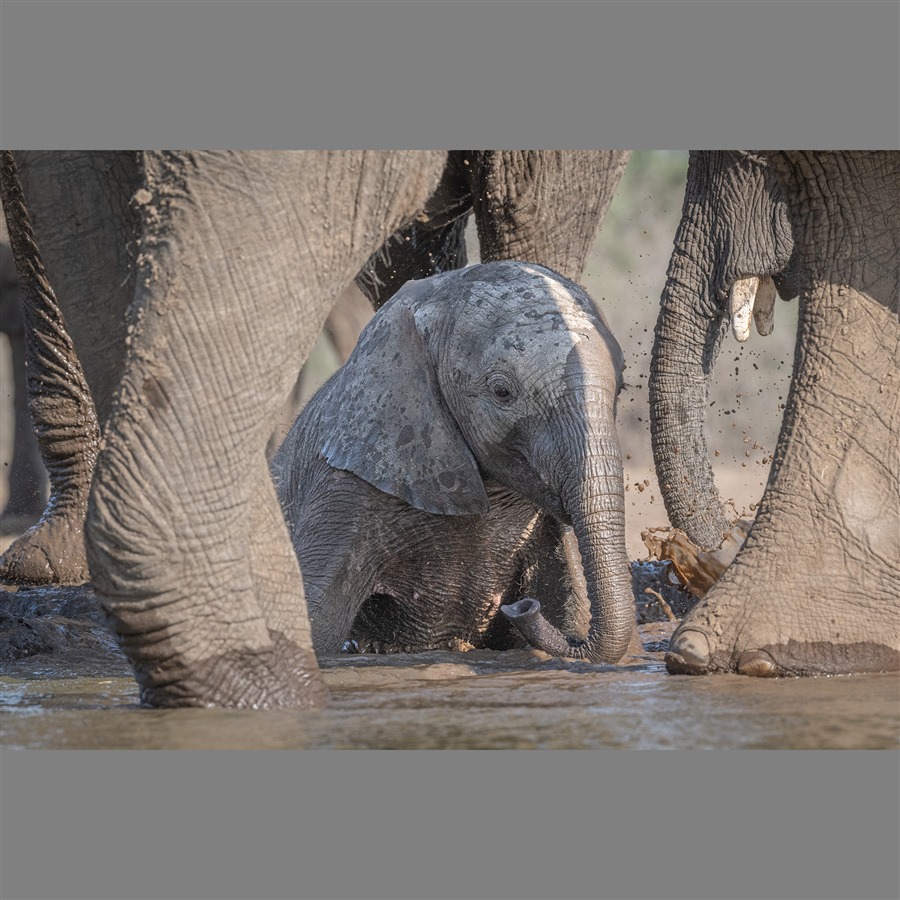 Maman éléphant Avec Ses Petits à Un Point D'eau Dans La Réserve De Chasse  De Mashatu Au Botswana