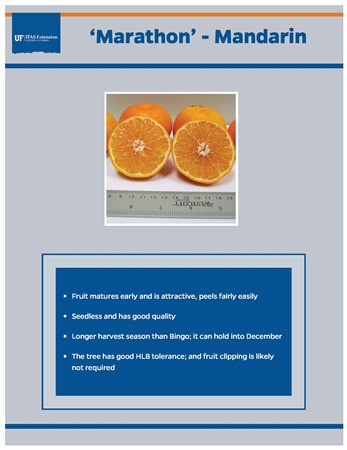 Florida Classic Tangerines – Florida Classic Growers