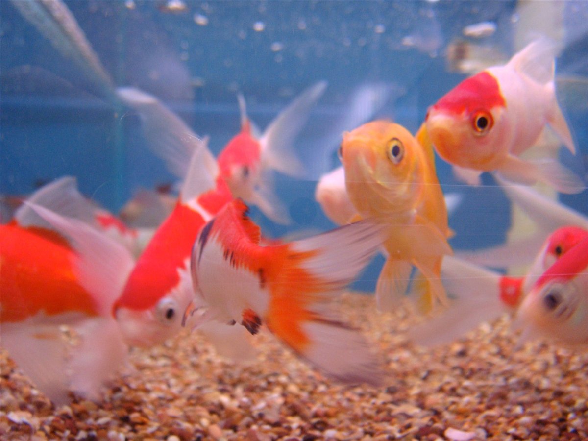 tropical fish stockists near me