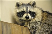 raccoons20