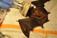bat-small