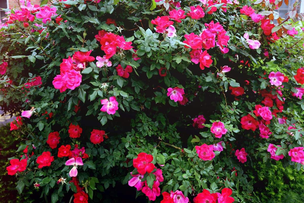 SpringBlooming pink flowers