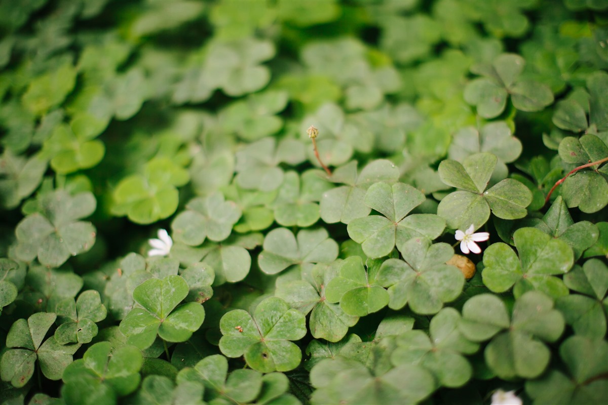Simone Anne Green luck and small white flowers