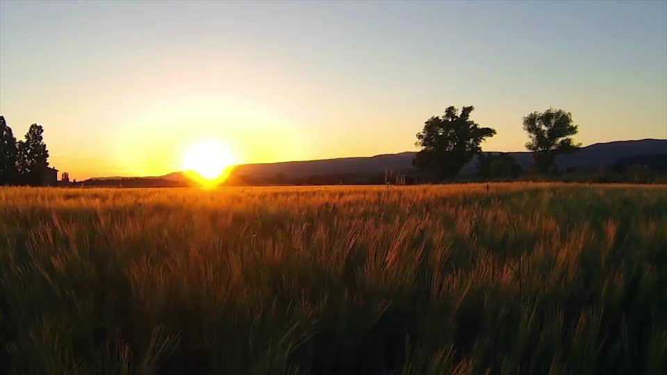 Cornfield sunsetBeautiful cornfield sunset 