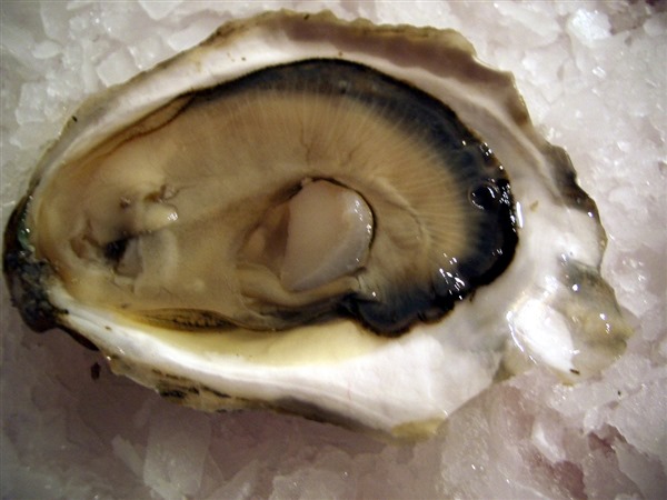 How to Shuck, Store, Serve, and Cook Oysters 