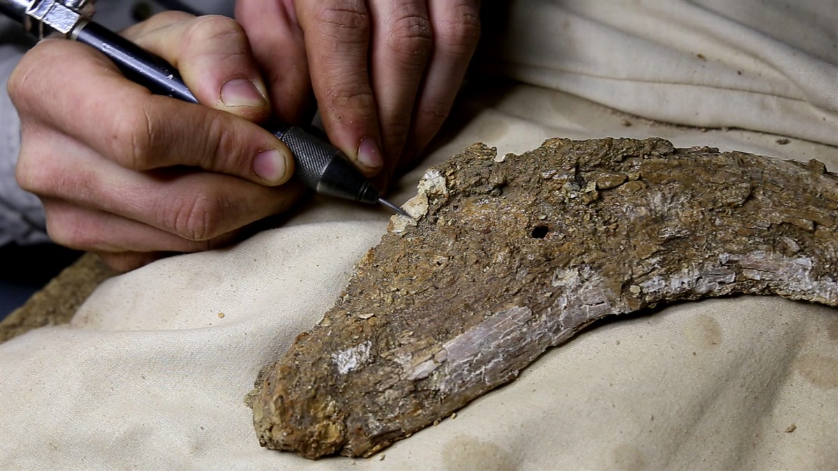 Ancient Enigma Unearthed 200MillionYearOld Dinosaur Fossil Baffles