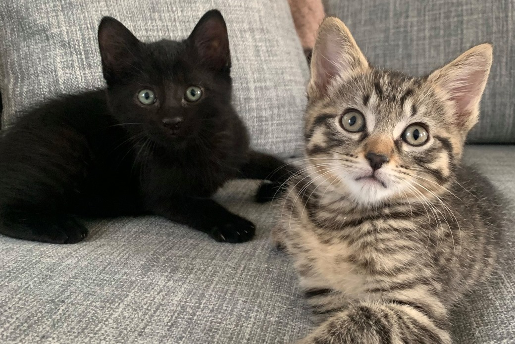 SunLive - Midnight and tuxedo kittens snubbed - The Bay's News First