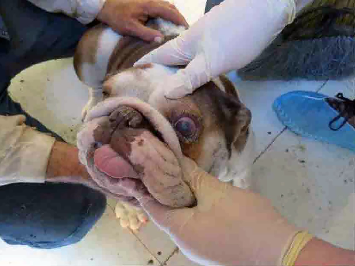 Do I Need A Licence To Sell Puppies