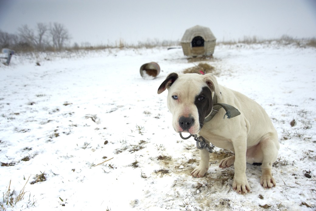 Vick Dog Fighting Charges Have Minor Alabama Connection