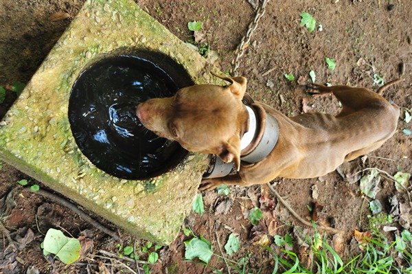 The Criminal, Underground World of Dogfighting | ASPCA