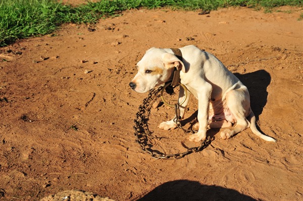The Criminal, Underground World of Dogfighting | ASPCA