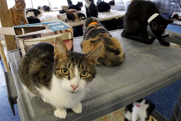 Animal Hoarding | Learn About This Complex Issue | ASPCA