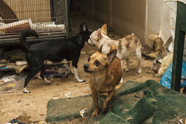 Animal Hoarding | Learn About This Complex Issue | ASPCA