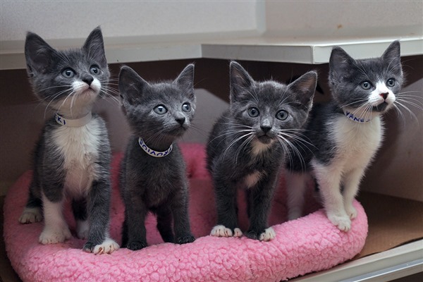 32 Top Photos Foster A Cat Nyc - Fosters Needed In Nyc At The Aspca Aspca