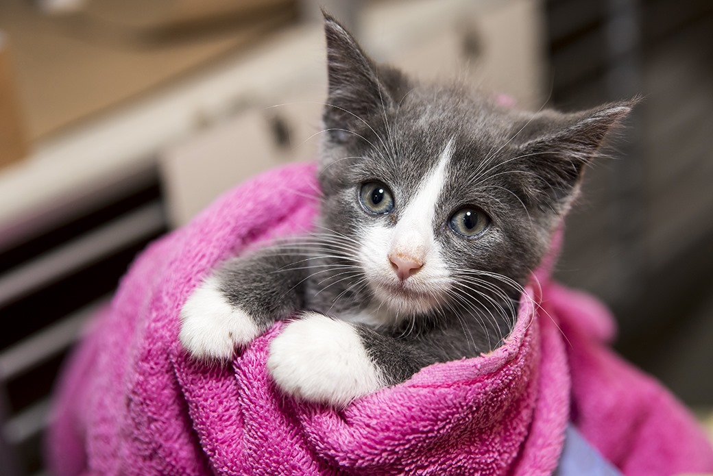 Aspca Kitten Nursery Caring For Neonatal Cats Aspca