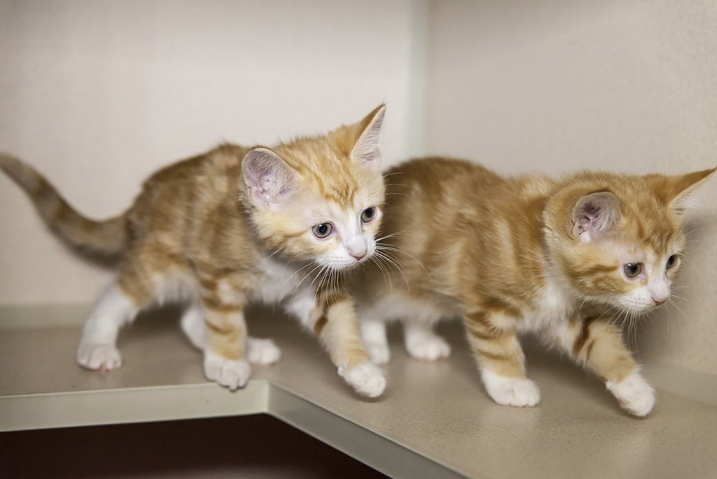 Aspca Kitten Nursery Caring For Neonatal Cats Aspca