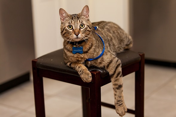 Aspca Special Edition Calendar Aspca