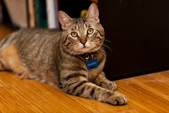 Aspca Special Edition Calendar Aspca