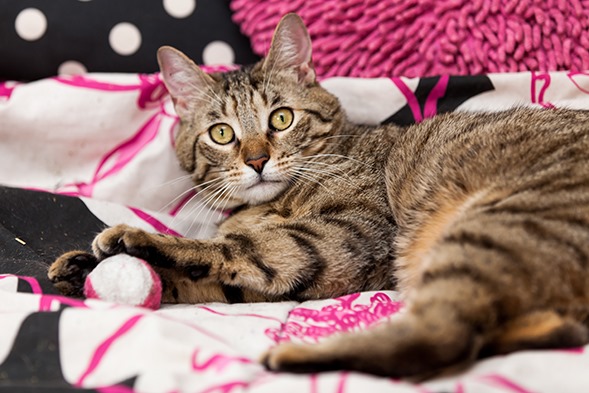 Aspca Special Edition Calendar Aspca