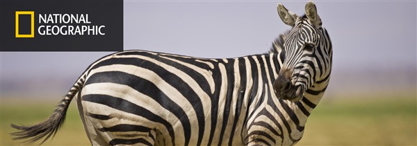 national geographic animal sets