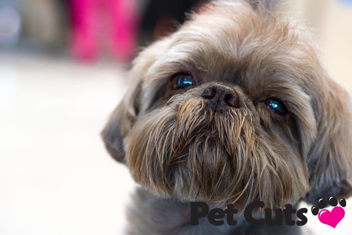 Petgroomer16 2019 Ver.9.6 Update