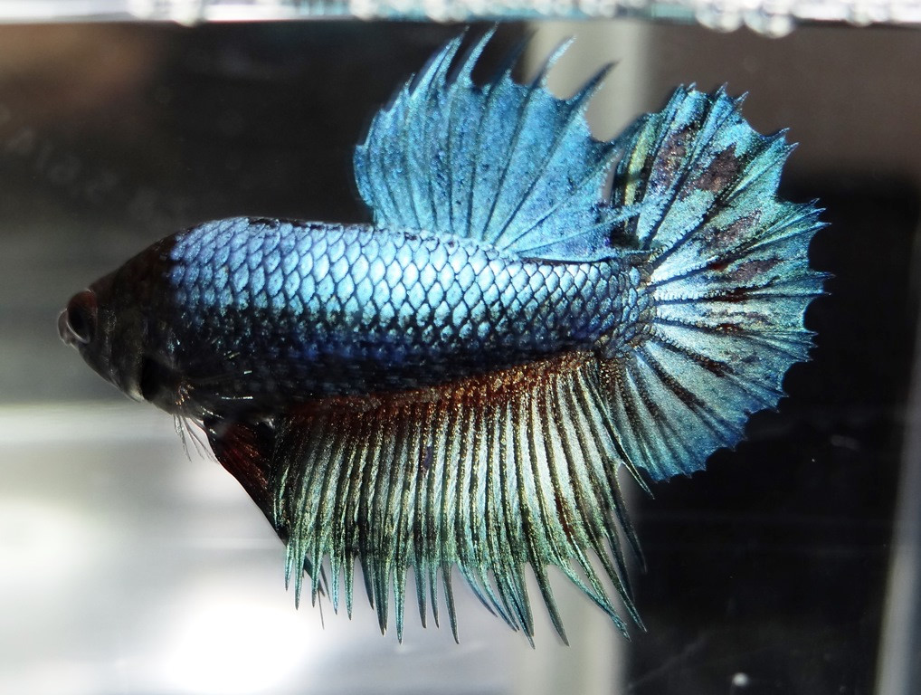 Gallery – International Betta Congress