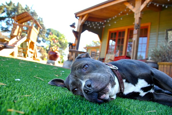 Bad Rap Dog Rescue 2025