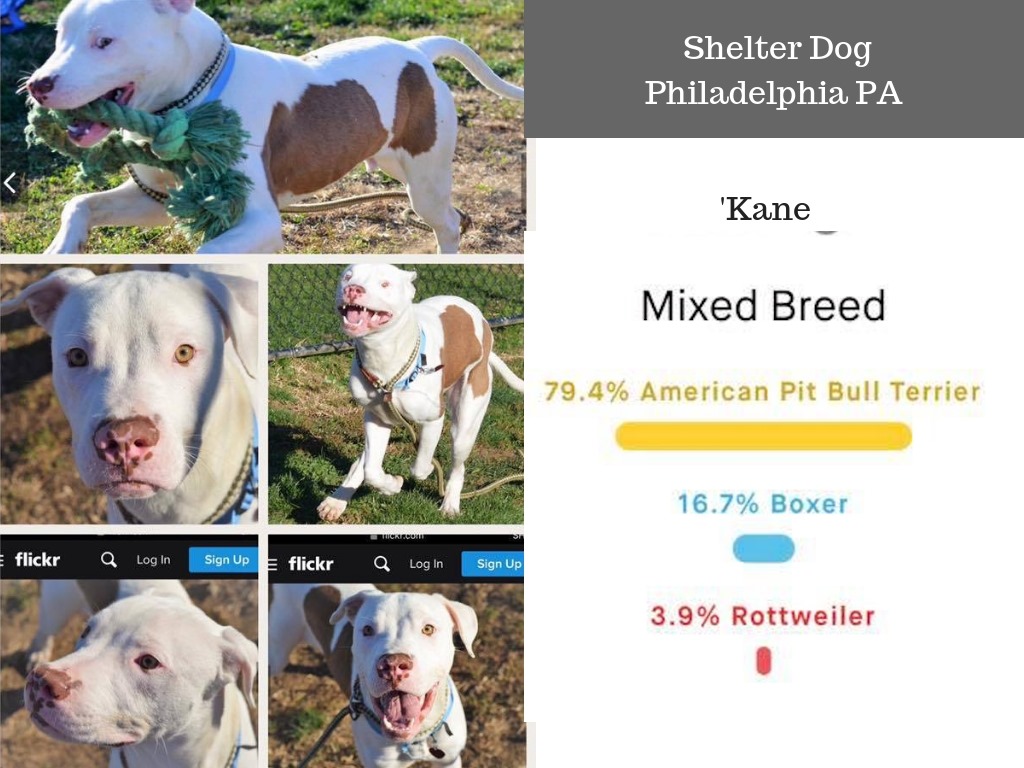 Dog dna test store pitbull