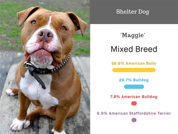 Pitbull Awareness Month: What You Need to Know About This Breed – Brindle  Market