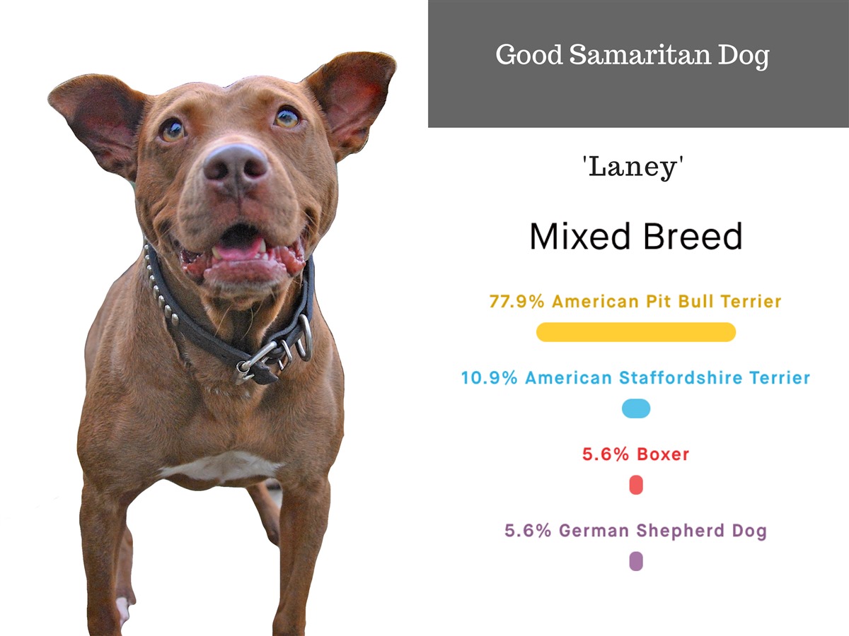 Dna Blocky Dogs Test Results Badrap