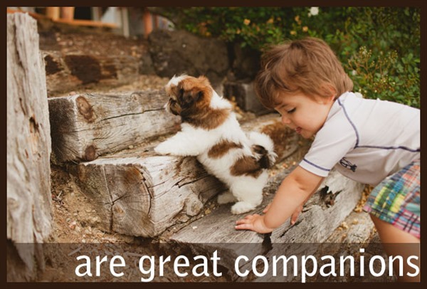 canadian shih tzu club