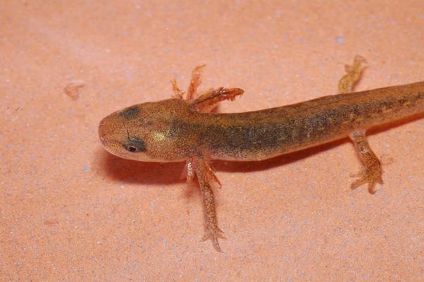 are newts lizards