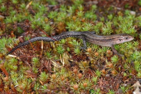 lizard like amphibian