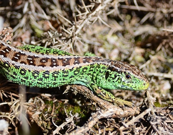 Sand Lizard The Amphibian And Reptile Conservation Trust